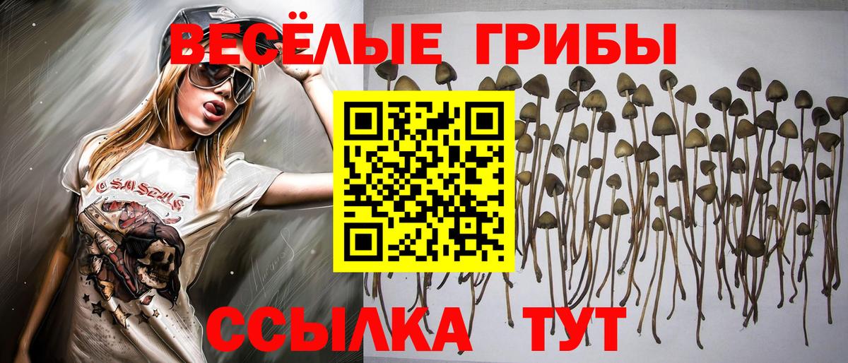 Галлюциногенные грибы Psilocybe Волоколамск